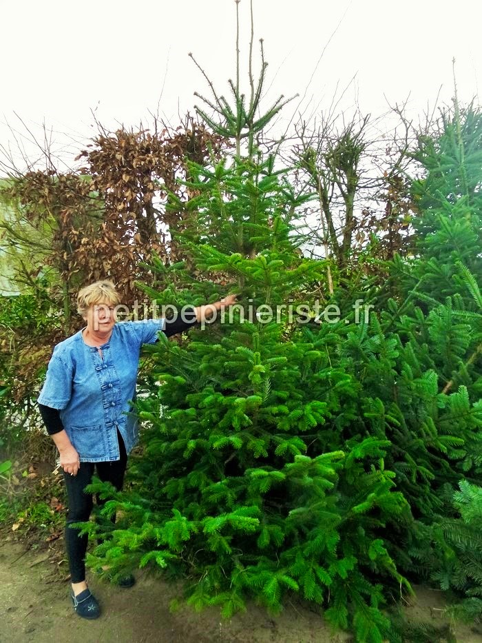 Sapin de Noël de plus de 3 mètres. Sapin coupé du type Nordmann